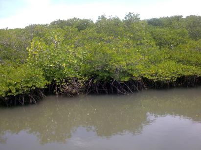 6101# - mangrove surabaya